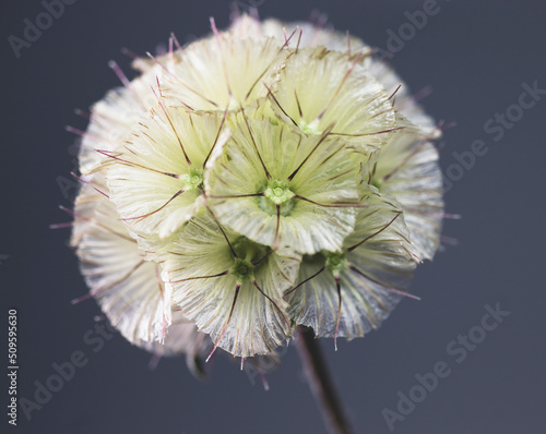 Dandelion with blown seeds, close-up macro background.