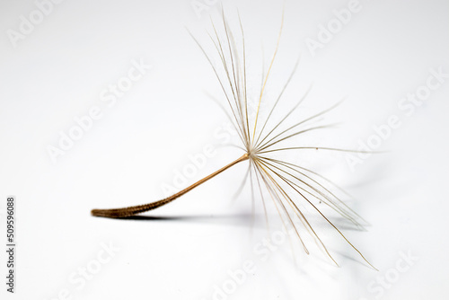 dandelion seed  one seed. Macro photo isolated from the background.