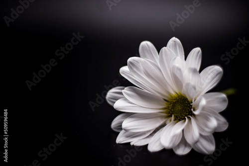 White Daisy Shadowed on Black Background