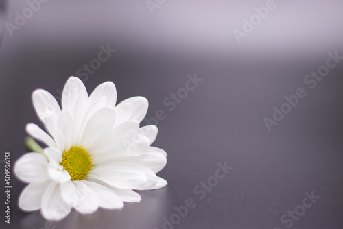 White Daisy Flower Lower Left on Dark Grey Background with available space for text on right horizontal image