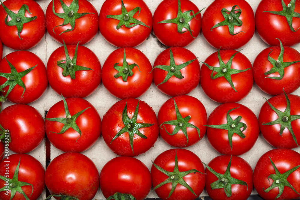 Tomatoes Tomatoes
