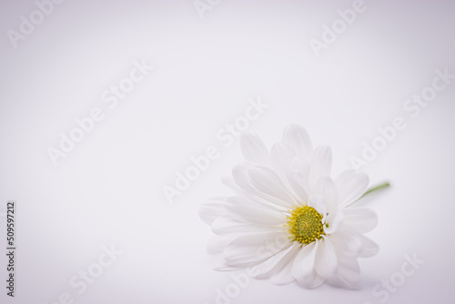 White Daisy Lower Left Horizontal on White Background with space to add text