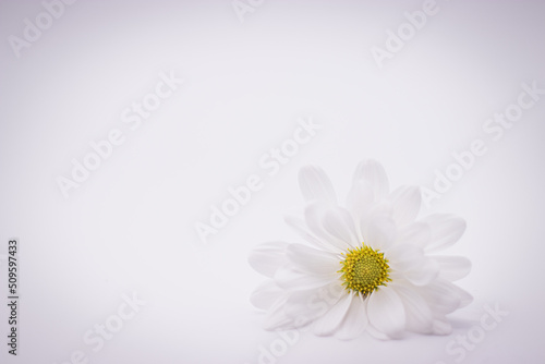 Daisy Flower horizontal lower right horizontal on lower right