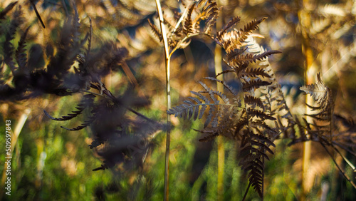 Macro de feuilles de fougères, aux teintes orangées, mises en valeur par la lumière du soleil couchant photo