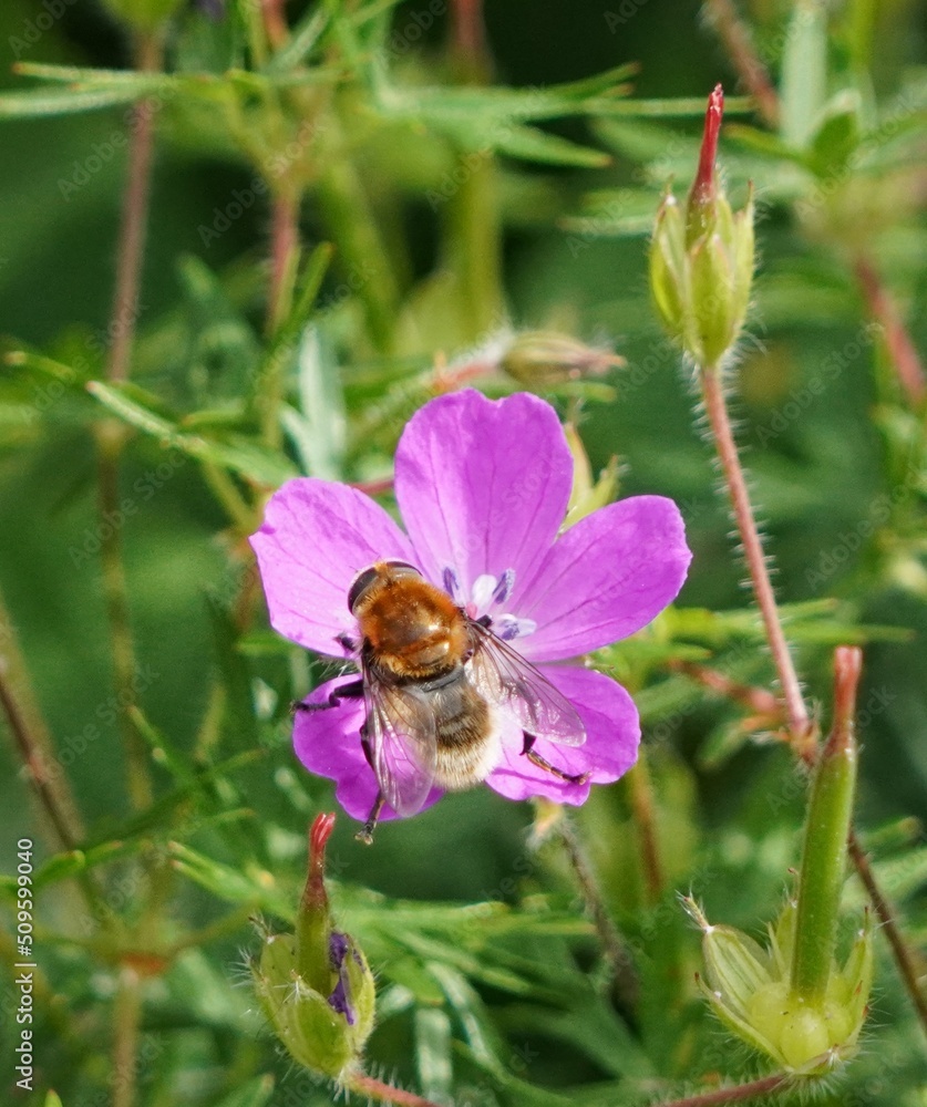 bee on a flower bee on a flower