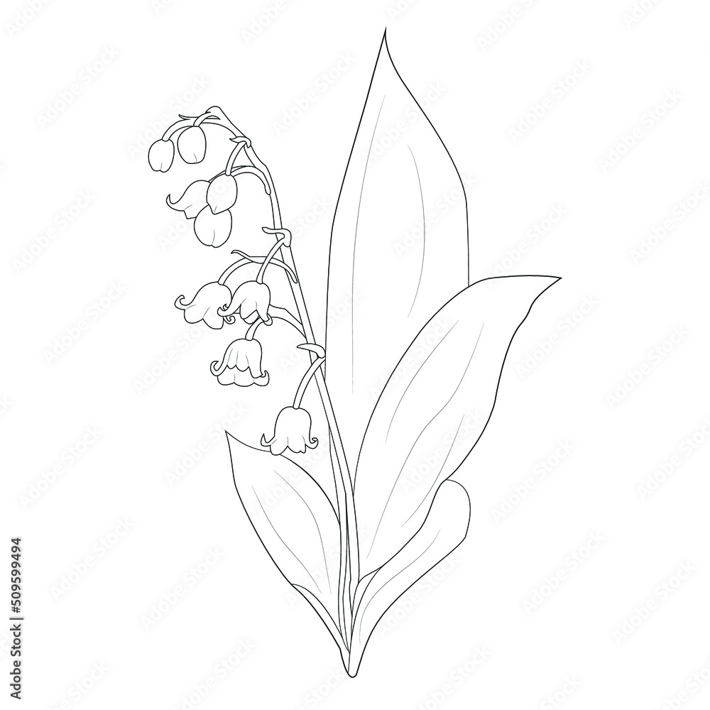 lily of valley line art vector flower of isolated at white background, illustration drawing lily of valley line art vector flower of isolated at white background, illustration drawing