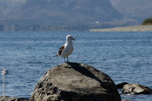 seagull resting on a trunk, with a lake in patagonia in the background