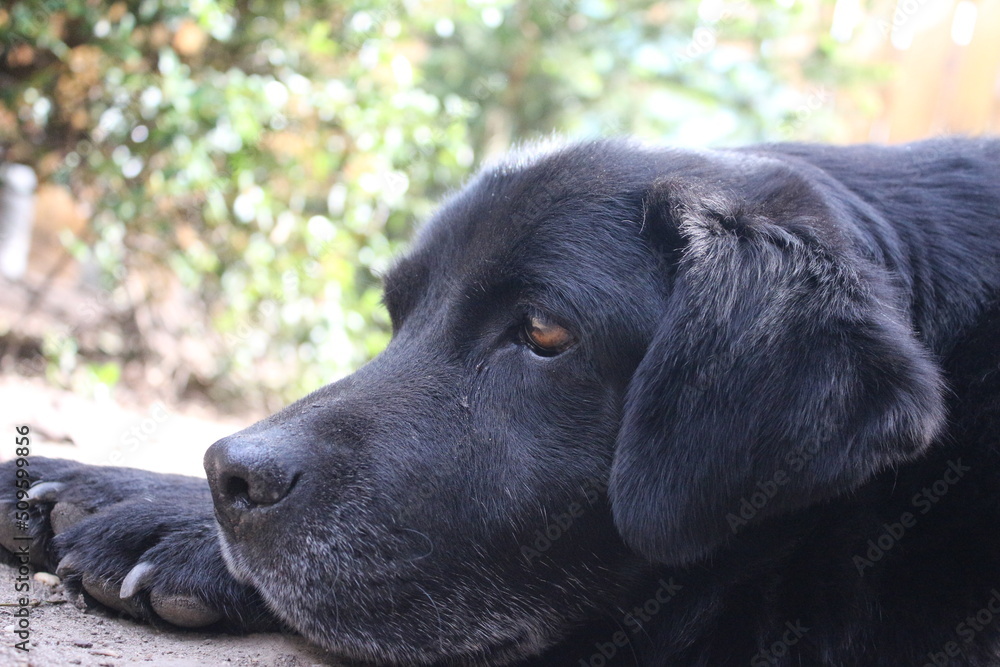 Fotografie eines schwarzen Labrador-Retrievers. Alter Labrador in Nahaufnahme. Schwarzes Hundegesicht, Profil, Augen, Ohren, Nase. Tierporträt im Garten. Fotografieren bei Tageslicht. Der beste Freund