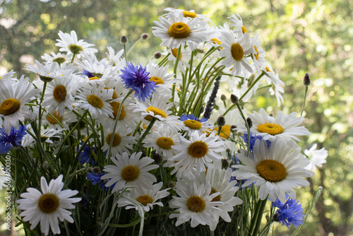 Midsummer bouquet of summer flowers white daisies and blue cornflowers in the vase on the green trees background in the garden
