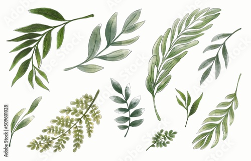 Set greenery brances isolated on white background. Watercolor hand painted illustration