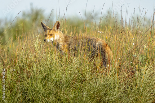 A fox  in an open field in the dunes of Hadera Park  Israel