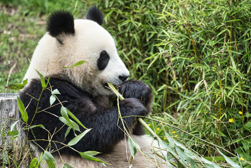 big panda sitting eating bamboo. Endangered species. Black and white mammal
