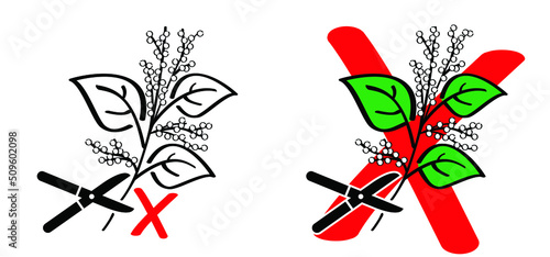 Stop don't pick or pluck the Fallopia japonica or Polygonaceae, Asian,or Japanese knotweed with pruning shear. Medicinal plant logo or pictogram Cartoon vector plucking icon or symbol. Plant with leav