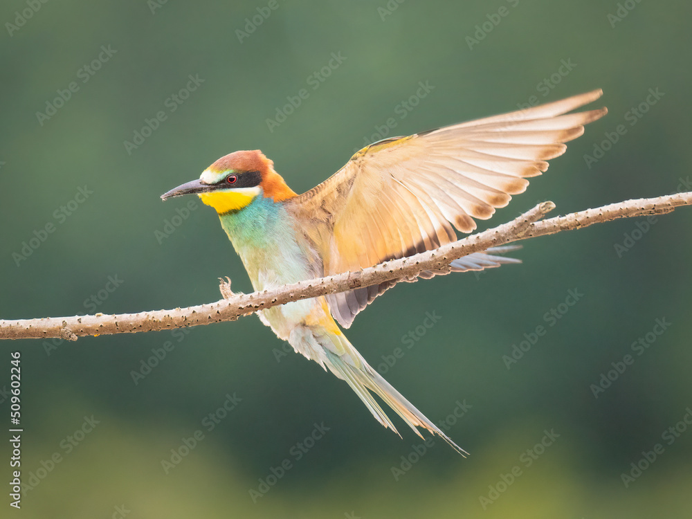 Obraz premium bee eater bird