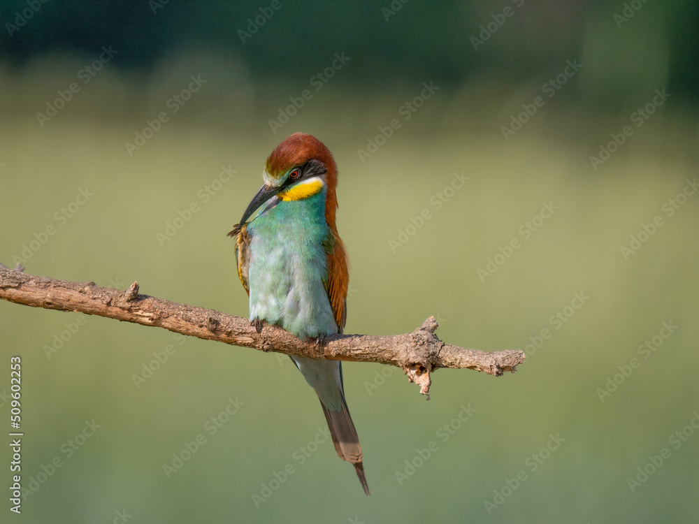 Fototapeta premium Bee-Eater on a branch