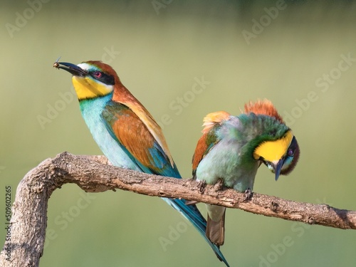 Bee-Eater 