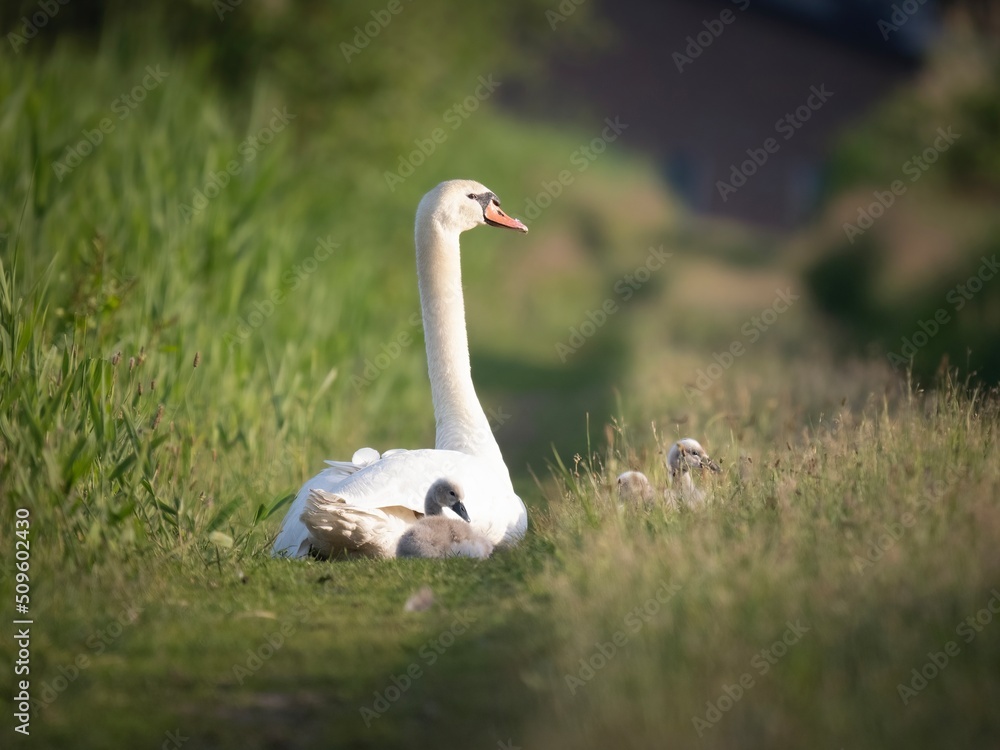 Obraz premium white swan on the grass
