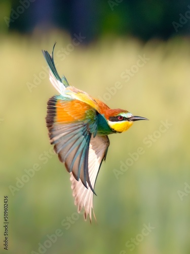 colorful bee eater