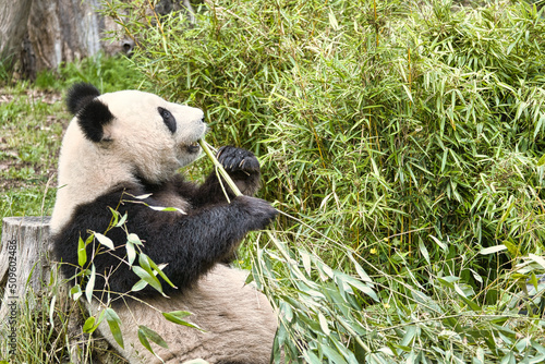 Fototapeta Naklejka Na Ścianę i Meble -  big panda sitting eating bamboo. Endangered species. Black and white mammal