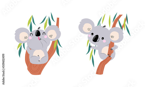 Adorable Koala Arboreal Australian Animal with Round Ears Sitting on Eucalypt Tree Vector Set