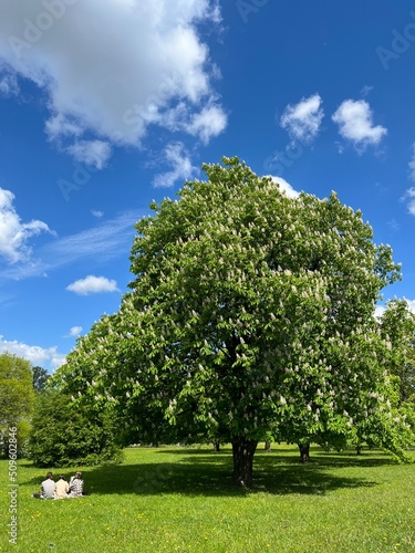 blooming chestnut tree in the green field