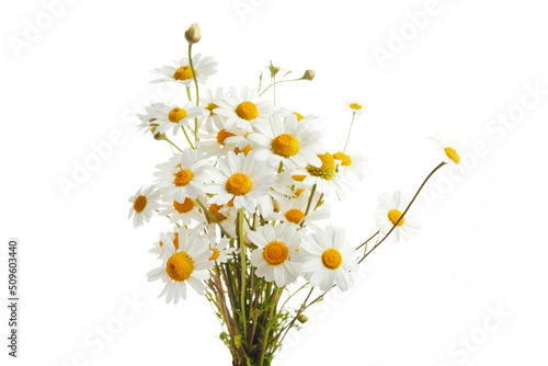 Bouquet of Chamomiles or Daisy isolated on a white background. photo