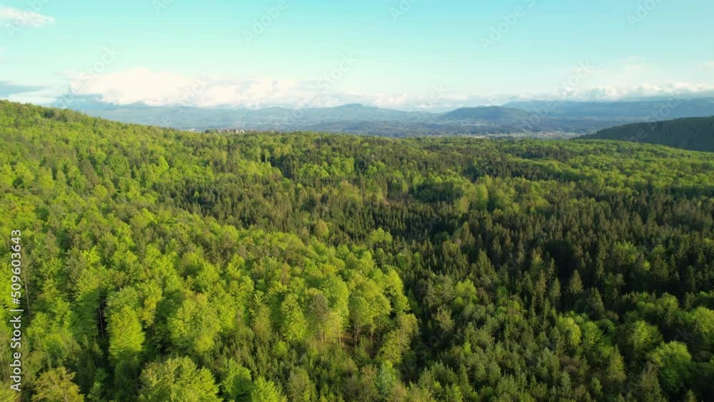 AERIAL: View from above reveals vast woodland area with vivid green mixed trees. Stunning canopies of deciduous and coniferous trees in many shades of green. Massive woodland area in the countryside. AERIAL: View from above reveals vast woodland area with vivid green mixed trees. Stunning canopies of deciduous and coniferous trees in many shades of green. Massive woodland area in the countryside.