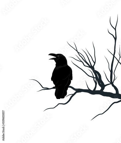 Fotografija crow on a branch