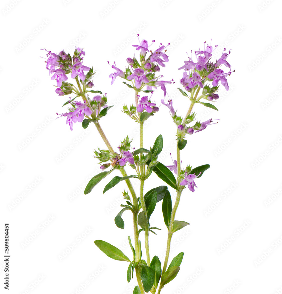 Wild thyme flowers, isolated on white background. Blooming sprigs of thymus serpyllum.