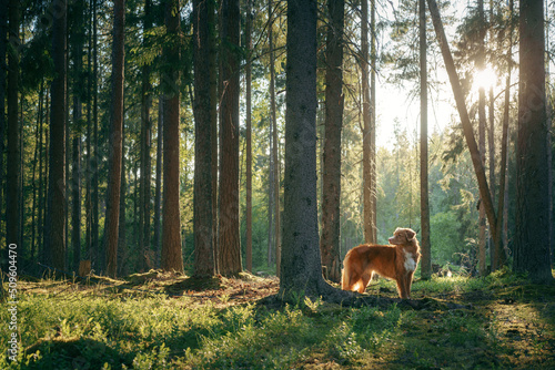 dog in forest. Nova Scotia Duck Tolling Retriever in nature among the trees. Walk with a pet