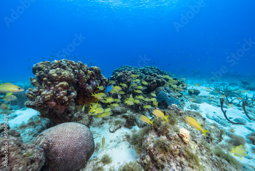 Seascape with School of Grunt fish  coral  and sponge in the coral reef of the Caribbean Sea  Curacao