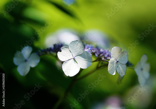紫陽花