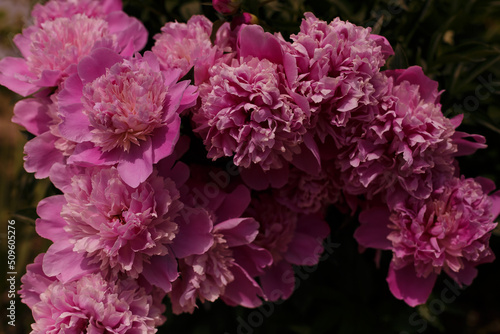 Wallpaper Mural pink  flowers Torontodigital.ca