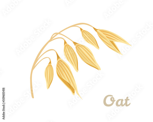 Oat ear isolated on white background. Vector cartoon flat illustration. Healthy food icon.