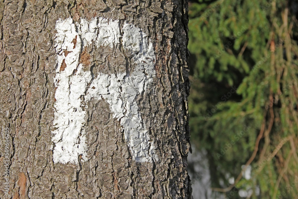 Fototapeta premium Markierung am Rennsteig im Thüringer Wald