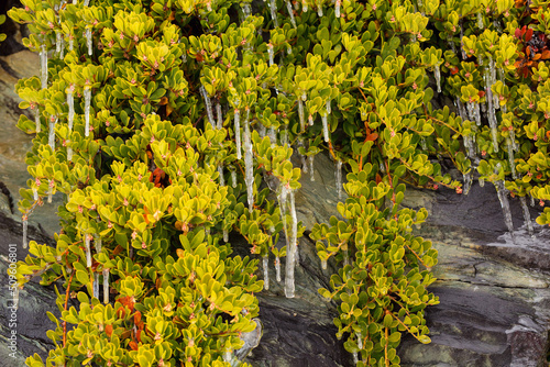 Isicles on branches of bear grape photo