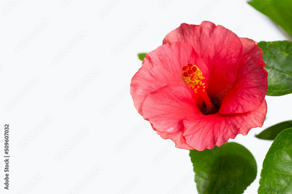 Hibiscus flower with leaves on white background. Hibiscus flower with leaves on white background.
