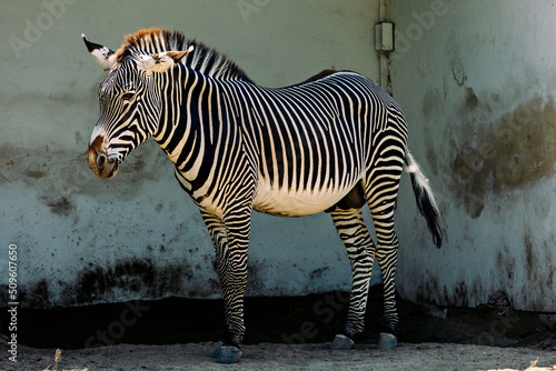 Portrait of a zebra in full growth. Askania Nova. Ukraine