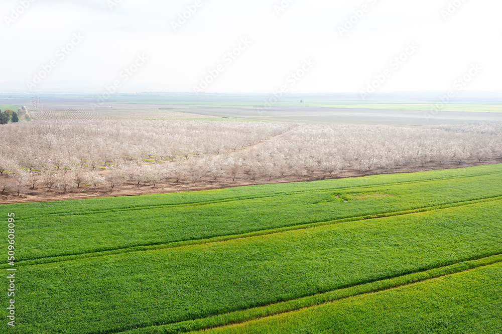 An almond grove blooms in white at the end of the winter An almond grove blooms in white at the end of the winter