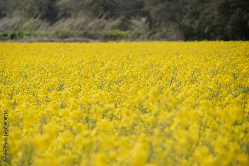 Canola field full of yellow plants (Brassica napus) to make oil.