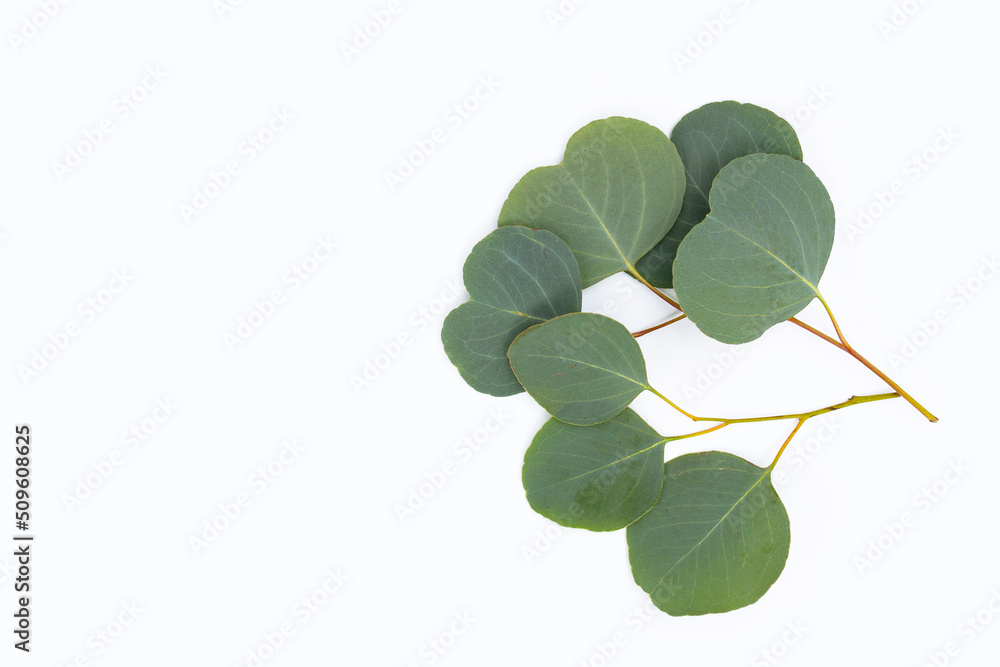 Obraz premium Green leaves of eucalyptus on white