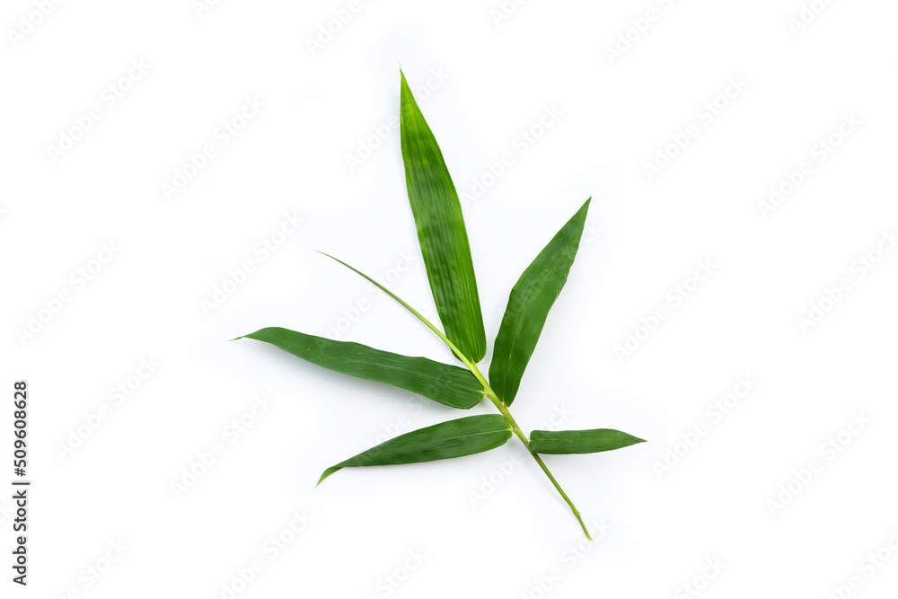 Fototapeta premium Fresh bamboo leaves on white background.