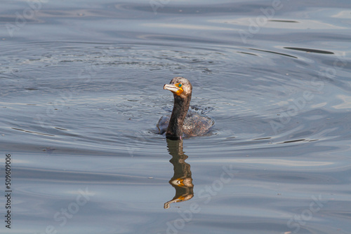 Swimming cormorant portrait