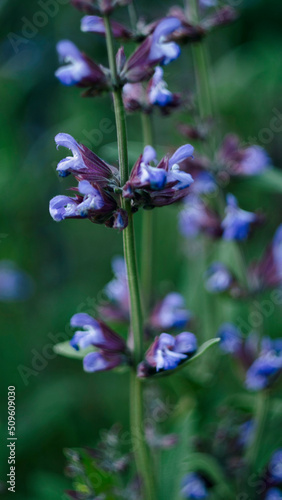 Szałwia lekarska (Salvia officinalis L.)