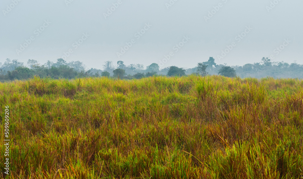 Plain with elephant grass and trees on the horizon in Kaziranga National Park, India.