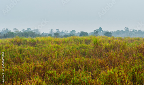 Plain with elephant grass and trees on the horizon in Kaziranga National Park  India.