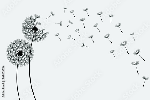 Flying dandelion seeds  Vector Dandelion blowing silhouette.
