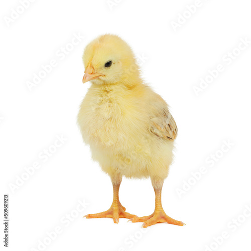 Little yellow chick isolated on white background.