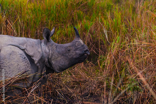 One-horned rhino in Kaziranga National Park, India. photo