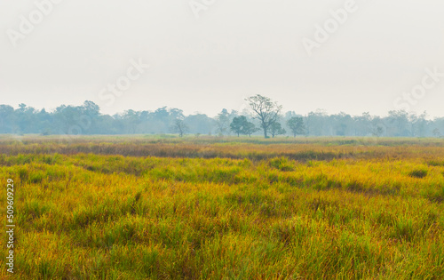 Landscape with thickets of the elephant grass and trees on the skyline in Kaziranga National Park, India.